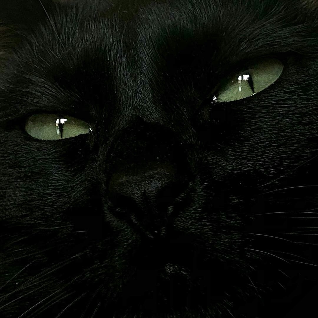black cat